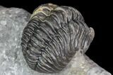 Adrisiops Weugi Trilobite - New Phacopid Species #104963-3